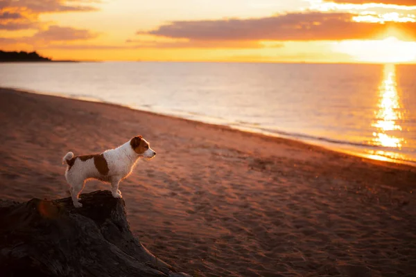 Cane sta nella retroilluminazione al tramonto. Jack Russell Terrier sulla spiaggia, mare. Viaggiare con un animale domestico . — Foto Stock