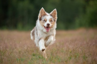 Köpek çimlerde koşar. Aktif evcil hayvanlar yazın doğada oynar. Sınır çoban köpeği sporu.