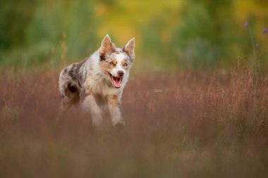 Köpek çimlerde koşar. Aktif evcil hayvanlar yazın doğada oynar. Sınır çoban köpeği sporu.