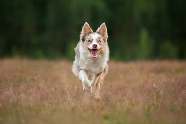 犬は草の上を走る。夏は自然の中で活躍するペット。国境線のあるスポーツ. — ストック写真