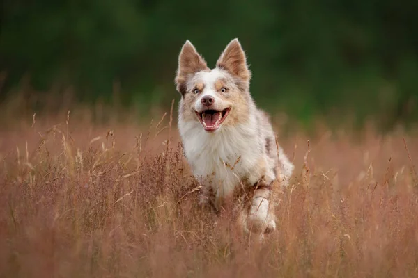 狗在草地上奔跑。夏天活跃的宠物在大自然中玩耍.有边境牧羊犬的体育运动. — 图库照片