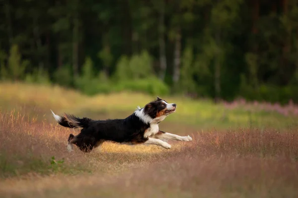 dog runs on the grass. Active pet plays in nature in summer. sports with border collie.