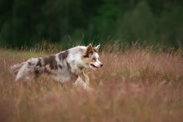 Köpek çimlerde koşar. Aktif evcil hayvanlar yazın doğada oynar. Sınır çoban köpeği sporu. — Stok fotoğraf