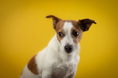Sarı arka planda komik bir köpek. Mutlu Jack Russell Teriyeri