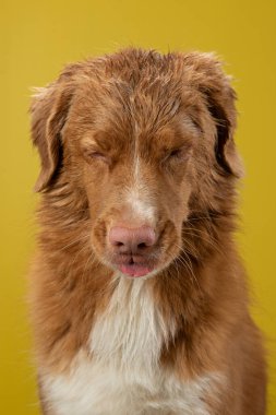 Sarı arka plandaki komik ıslak köpek. Duştan sonra. Mutlu novalar Scotia Duck Tolling Retriever