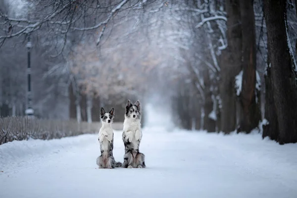 Две собаки зимой в парке. Мраморный бордер колли вместе на улице в снегу — стоковое фото