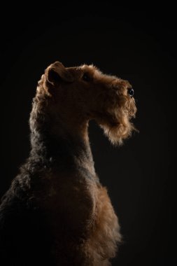 Airedale Terrier 'in karanlık bir geçmişi var. Stüdyo ışığında evcil hayvan portresi