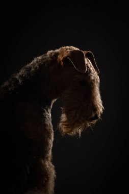 Airedale Terrier 'in karanlık bir geçmişi var. Stüdyo ışığında evcil hayvan portresi