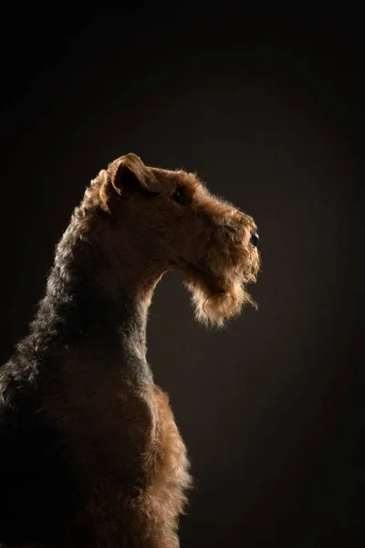 Airedale Terrier sur un fond sombre. portrait de profil animal de compagnie en lumière studio — Photo