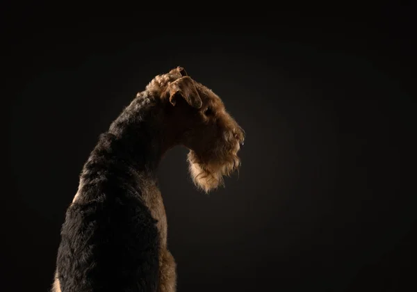 Airedale Terrier auf dunklem Hintergrund. Haustier-Porträt im Studiolicht — Stockfoto