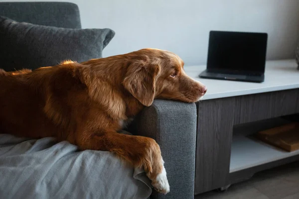 Perro en el sofá. Nova Scotia Duck Tolling Retriever en casa. casa de mascotas — Foto de Stock