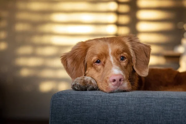 Hund auf der Couch. Nova Scotia Duck Tolling Retriever zu Hause. Haustier — Stockfoto