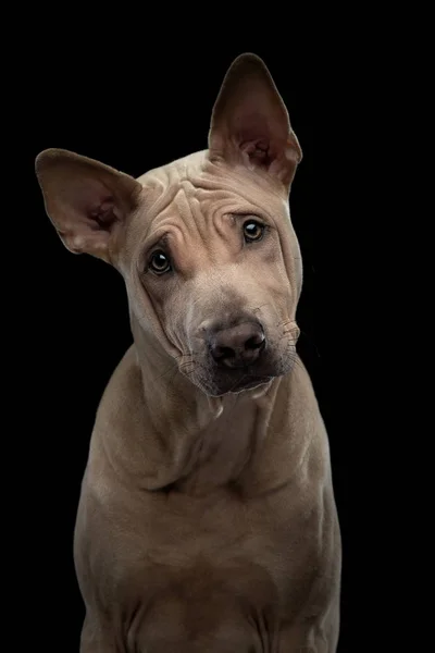 Cachorrinho em preto no estúdio. cão tailandês readback em um fundo escuro. retrato de animal — Fotografia de Stock