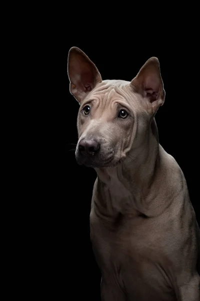 Puppy op zwart in de studio. hond Thaise leesvoer op een donkere achtergrond. huisdier portret — Stockfoto