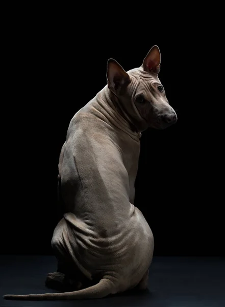 Welpe auf schwarz im Studio. Hund Thai Readback auf dunklem Hintergrund. Haustierporträt — Stockfoto