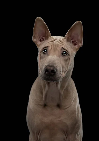 Chiot sur noir dans le studio. chien Thai readback sur un fond sombre. portrait animal — Photo