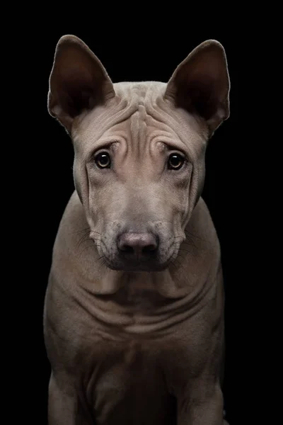 스튜디오에 흑인 강아지. 개 타이가 어두운 배경에서 재탐색 합니다. 애완 동물 사진 — 스톡 사진