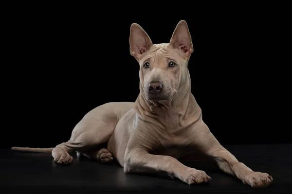 Stüdyoda siyah köpek yavrusu var. Koyu bir arka planda köpek Thai okuması. hayvan portresi — Stok fotoğraf