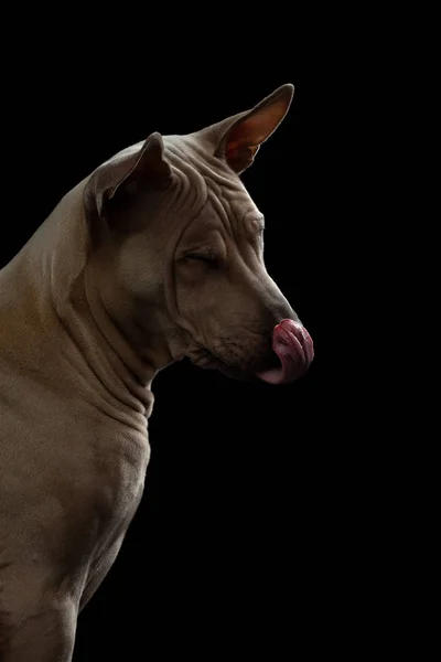 Puppy op zwart in de studio. hond Thaise leesvoer op een donkere achtergrond. huisdier portret — Stockfoto