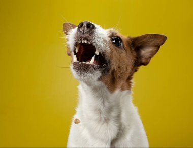 Renkli bir arka planda komik bir köpek. Jack Russell Terrier stüdyoda. Hayvan dışarıda.