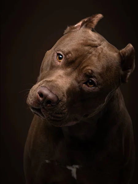 Lustiger Maulkorbhund auf dunklem Hintergrund. Pit Bullterrier im Studio. Nettes Haustier — Stockfoto