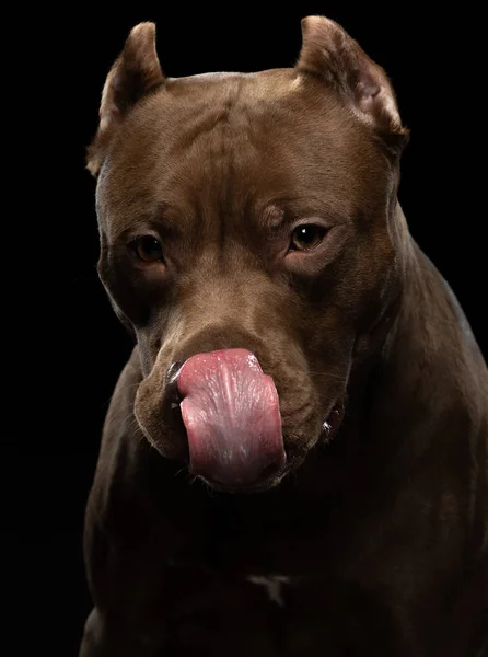 Drôle de chien museau sur un fond sombre. Pit bull terrier dans le studio. Charmant animal — Photo