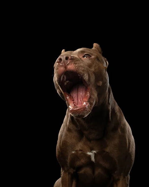 Śmieszne kaganiec pies na ciemnym tle. Pit Bull Terrier w studiu. Słodkie zwierzę — Zdjęcie stockowe