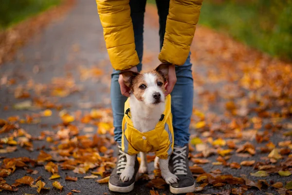 Маленький терьер у ног. Джек сидел в жёлтом плаще на природе. Обучение собак. Человек и животное . — стоковое фото