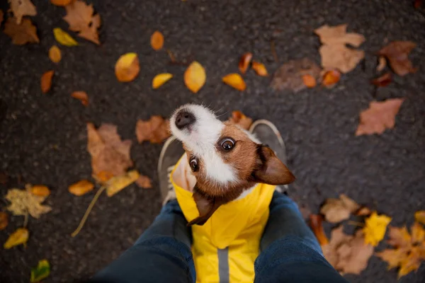Ayaklarındaki küçük teriyer. Jack doğada sarı bir yağmurluğun içine oturdu. Köpek eğitimi. İnsan ve hayvan. — Stok fotoğraf
