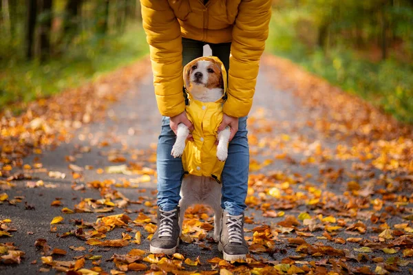 Kleiner Terrier an den Füßen. Jack saß in einem gelben Regenmantel in der Natur. Hundetraining. Mensch und Haustier. — Stockfoto