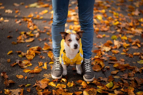 Liten terrier vid fötterna. Jack satt i en gul regnrock i naturen. Hundträning. Man och husdjur. — Stockfoto