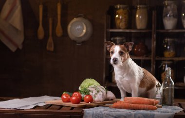 Bir köpeği beslemek. Sebzeli Jack Russell Terrier masada oturuyor.