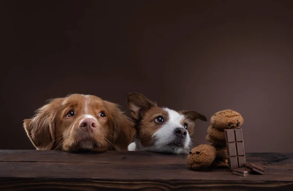 Alimentando a una mascota. Dos perros en la mesa están mirando galletas. — Foto de Stock