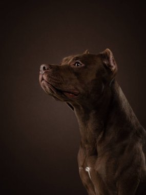 Karanlık bir geçmişi olan bir köpek. Stüdyoda pitbull terrier profil portresi var. Sevimli hayvan.