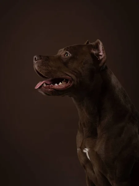 Pes na tmavém pozadí. profil portrét pitbulteriér ve studiu. Roztomilý mazlíček — Stock fotografie