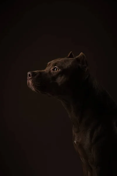 Dog on a dark background. profile portrait Pit bull terrier in the studio. Cute pet — Stock Photo, Image