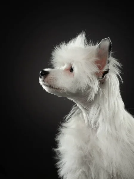 Retrato de cão de um cão crista chinês em um fundo escuro. Animal de estimação no estúdio. Bela luz — Fotografia de Stock