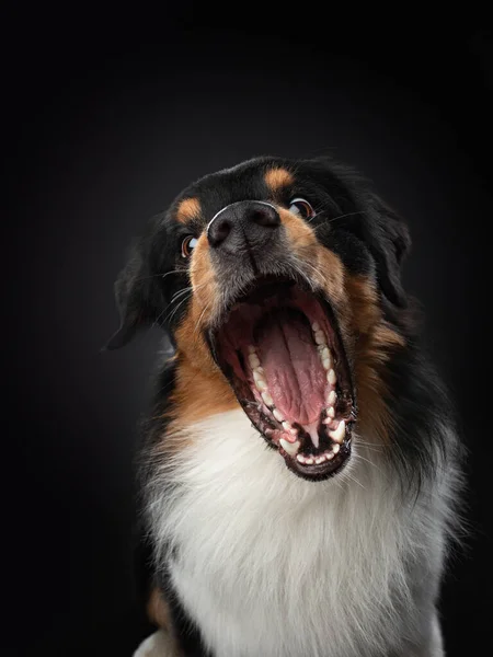 Pies z otwartymi ustami. Owczarek australijski łapie kawałek jedzenia, karmi się. F — Zdjęcie stockowe