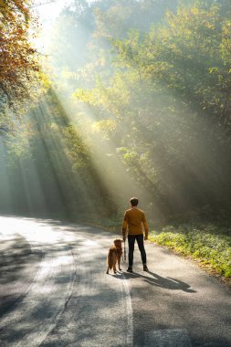 Köpekli bir adam birlikte. Yoldaki güneş ışınları. Bir insan ve kırmızı bir av köpeği yürüyüşe çıkmış..