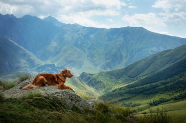 Bir köpekle dağ manzarası. Georgia 'ya bir gezi. Güzel bir arka planda evcil hayvan. Nova Scotia Retriever seyahatte.