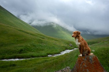 Bir köpekle dağ manzarası. Georgia 'ya bir gezi. Güzel bir arka planda evcil hayvan. Nova Scotia Retriever seyahatte.