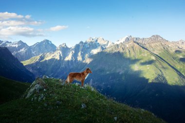Bir köpekle dağ manzarası. Georgia 'ya bir gezi. Güzel bir arka planda evcil hayvan. Nova Scotia Retriever seyahatte.