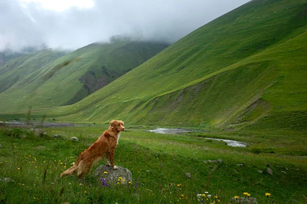 Paisagem de montanha com um cão. Uma viagem à Geórgia. Pet em um fundo de bela natureza. Nova Escócia Retriever em uma viagem — Fotografia de Stock