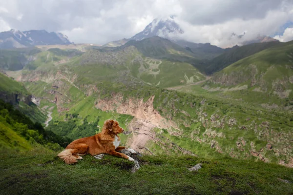 Berglandschaft mit Hund. Eine Reise nach Georgien. Haustier auf einem Hintergrund der schönen Natur. Nova Scotia Retriever auf einer Reise — Stockfoto
