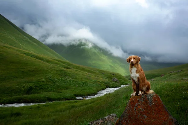 Горный пейзаж с собакой. Поездка в Джорджию. Животное на фоне красивой природы. Новая Шотландия ретривер в поездке — стоковое фото