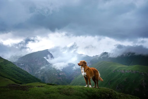 Mountain landscape with a dog. A trip to Georgia. Pet on a background of beautiful nature. Nova Scotia Retriever on a trip — Stock Photo, Image