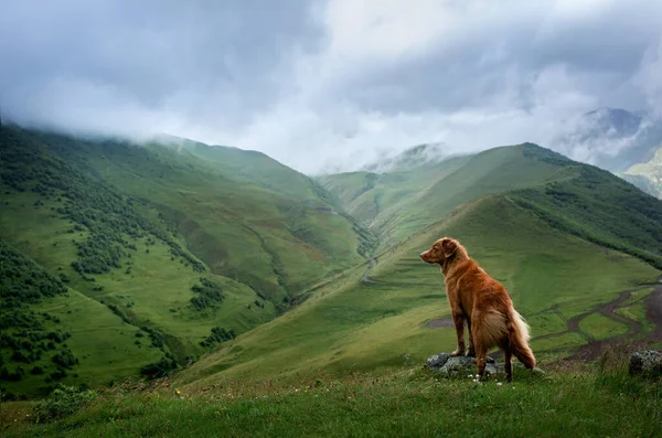 Paesaggio montano con un cane. Un viaggio in Georgia. Animali domestici su uno sfondo di bella natura. Nova Scotia Retriever in viaggio — Foto Stock