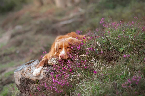 Cão em cores urze. Retrato de um animal de estimação na natureza. Nova Scotia Duck Tolling Retriever no belo cenário . — Fotografia de Stock