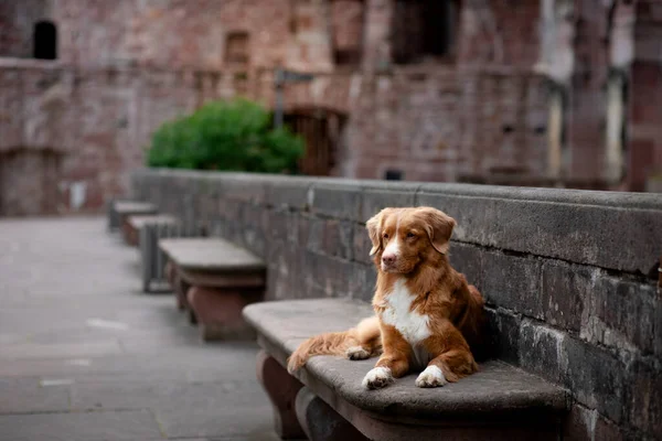 Собака в замке на фоне старой архитектуры. Путешествует с домашним животным. Красная Новая Шотландия Дак Толлинг ретривер — стоковое фото