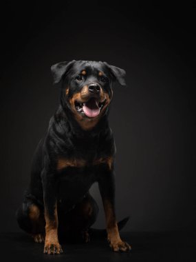 Stüdyoda bir köpeğin portresi. Rottweiler siyah arka planda. Fotoğraf evcil hayvanları reklam için..